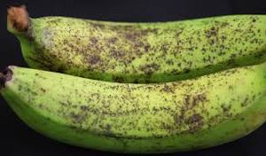 uploads/images/pest/banana thrips.jpg